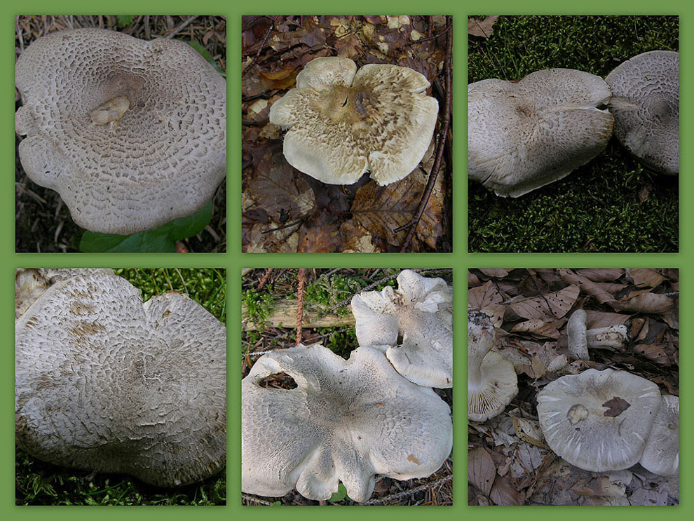 Tricholoma filamentosum o Tricholoma pardinum v filamentosum